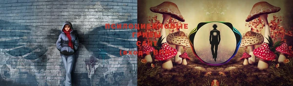 крисы Щучье